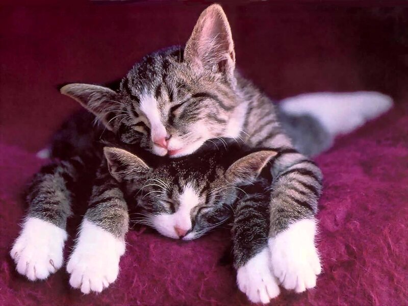 Two sleeping tabby kittens