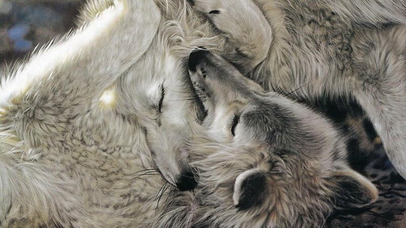 Two Sleeping Wolves — Gray, Peaceful, Photograph, Fur