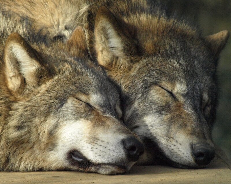 Two Sleeping Wolves — Gray, Peaceful, Photograph
