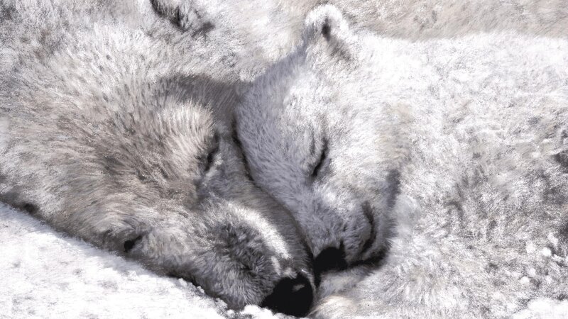 two sleeping wolves