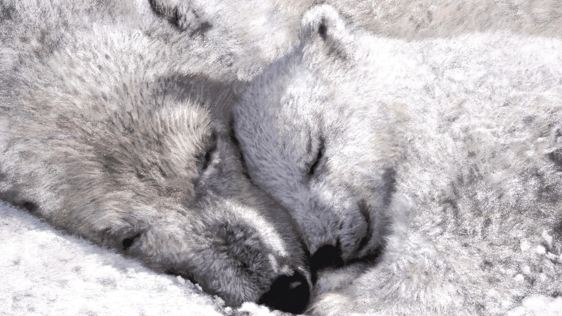 two sleeping wolves