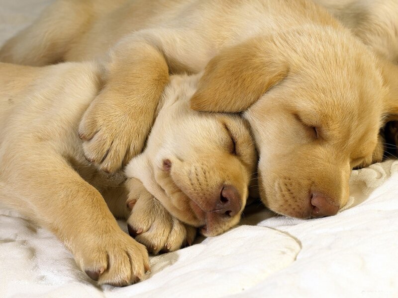 Two sleeping yellow puppies