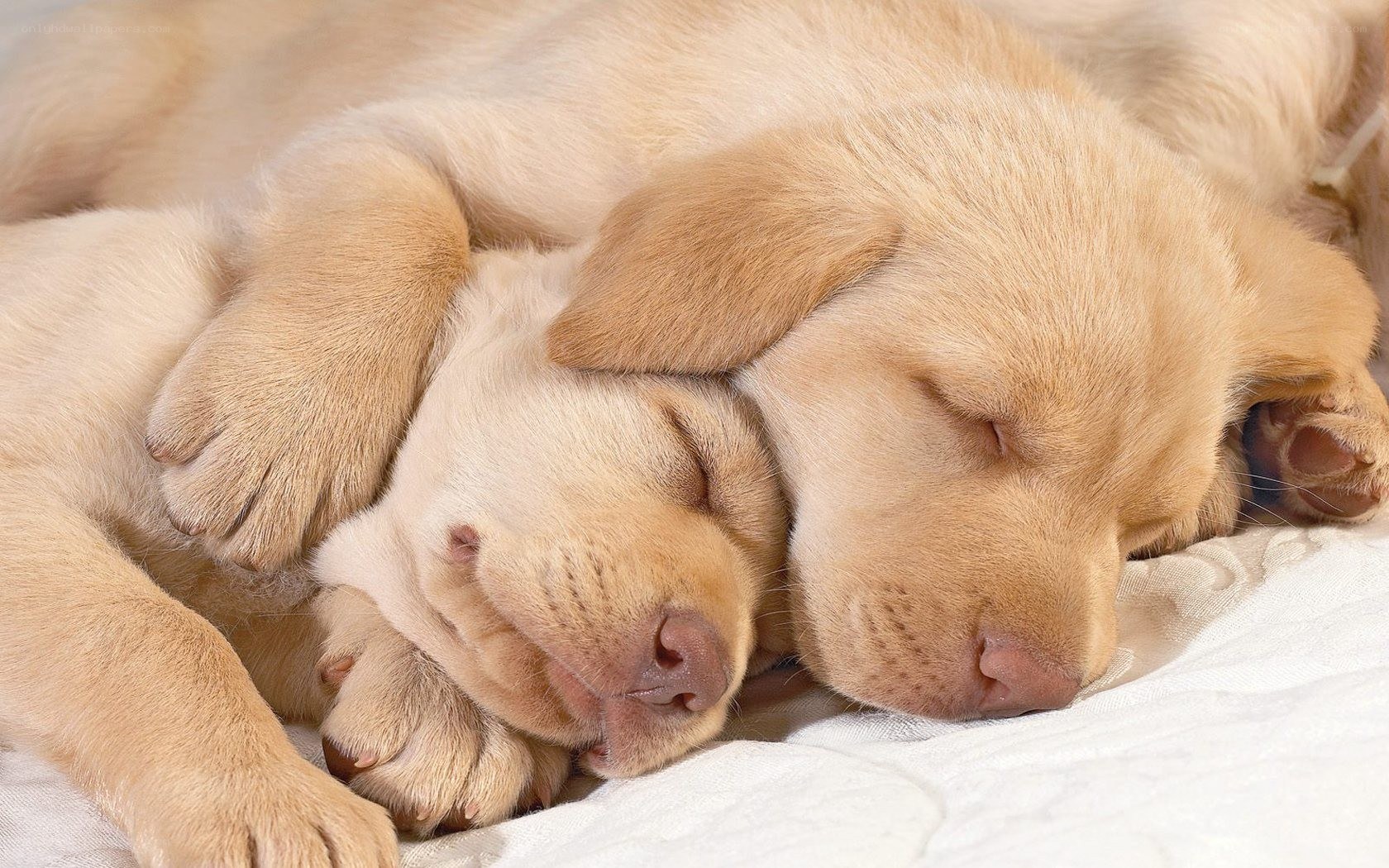 Two sleeping yellow puppies