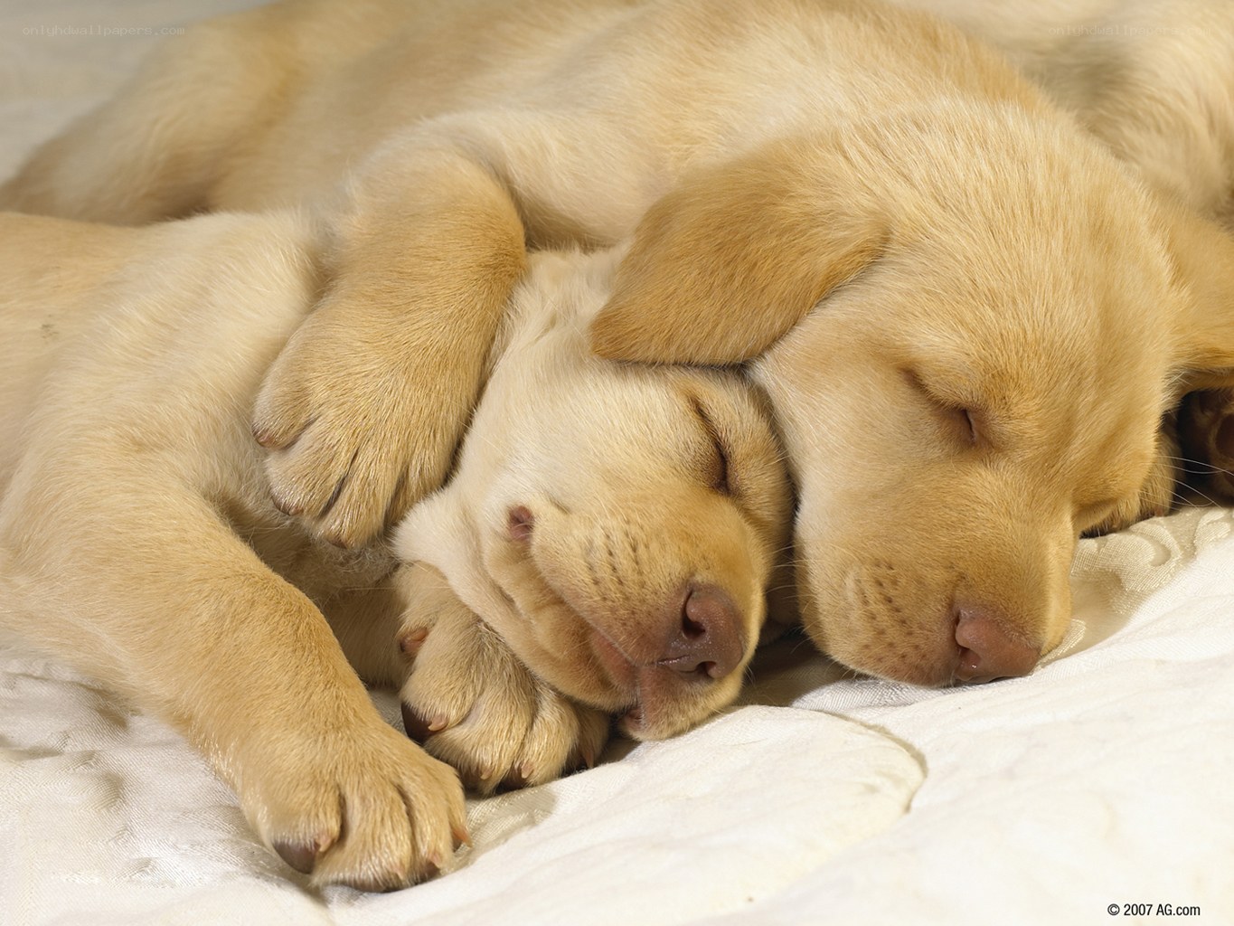 Two sleeping yellow puppies
