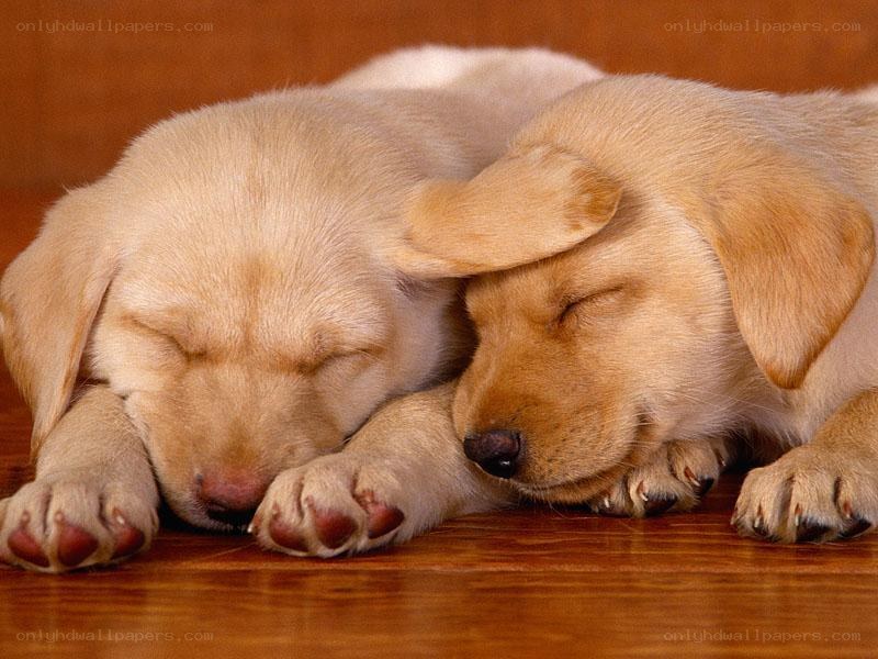Two sleeping yellow puppies