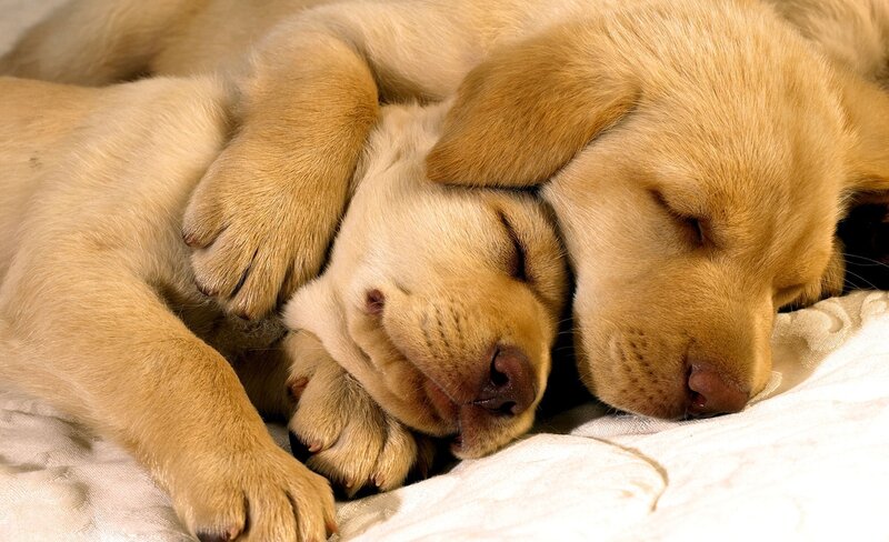 Two sleeping yellow puppies