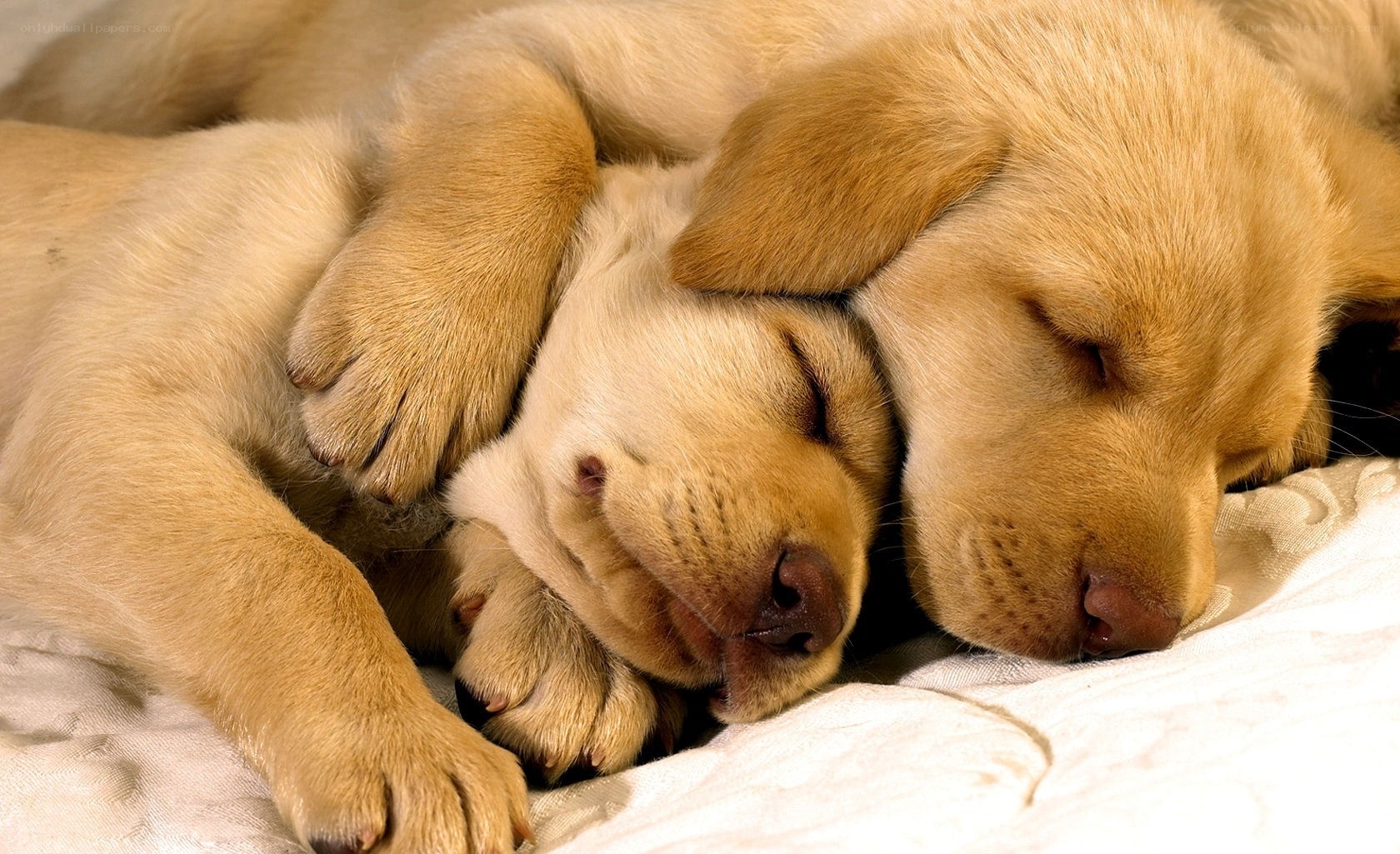 Two sleeping yellow puppies