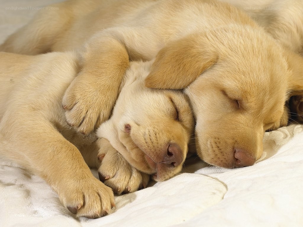 Two sleeping yellow puppies