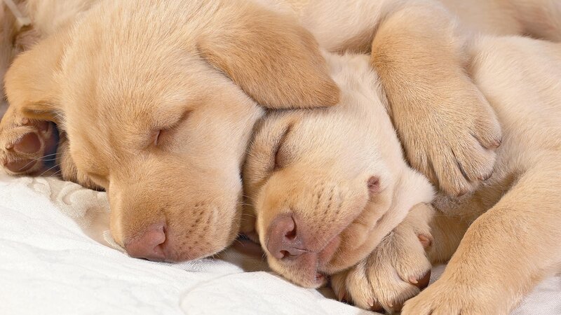 Two Sleeping Yellow Puppies — Peaceful, Photograph