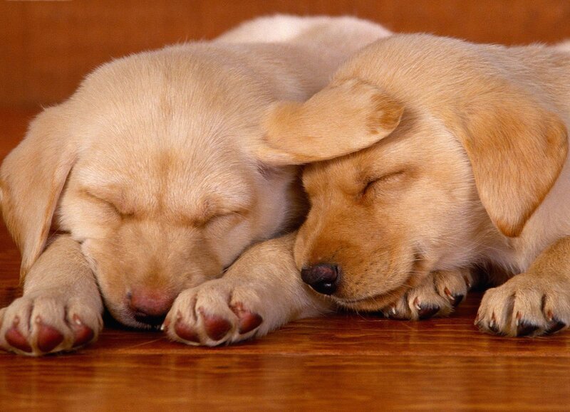 Two Sleeping Yellow Puppies — Peaceful