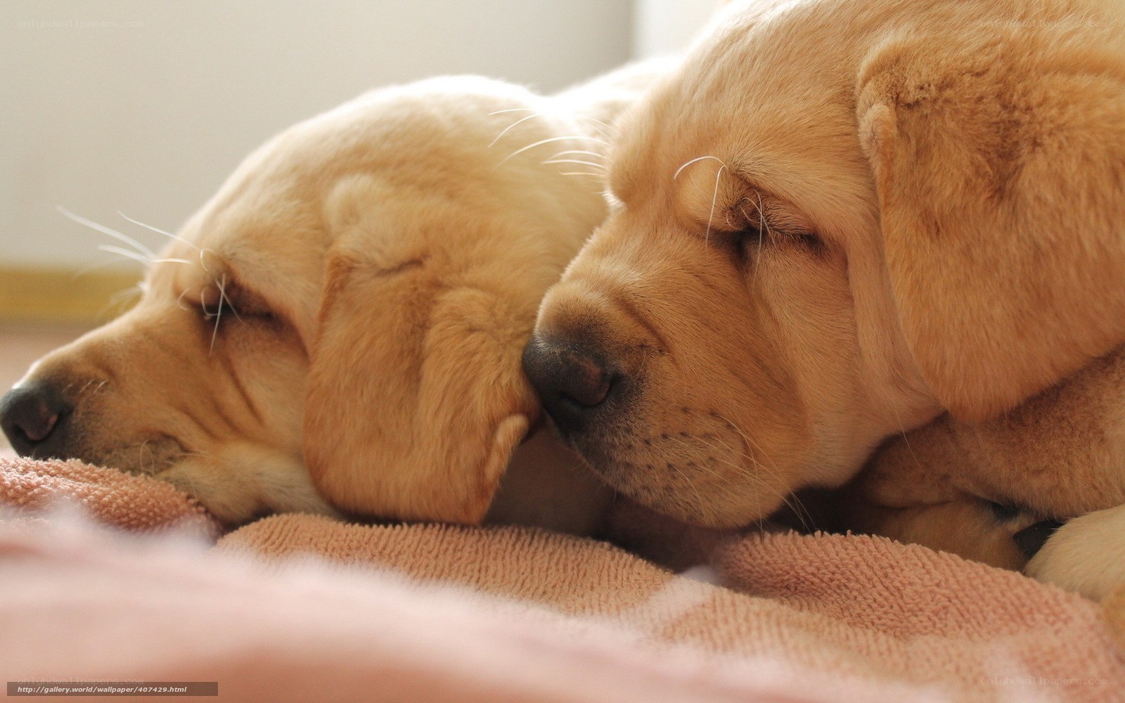 Two sleeping yellow puppies