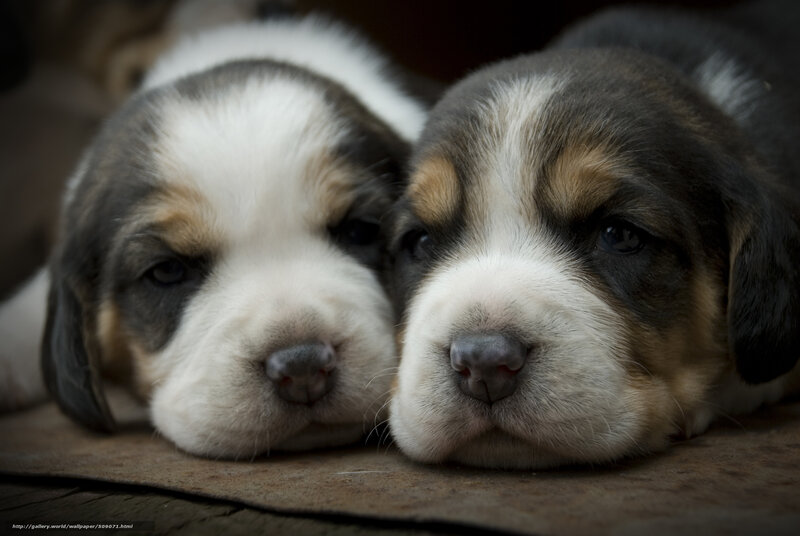 Two sleepy puppies together