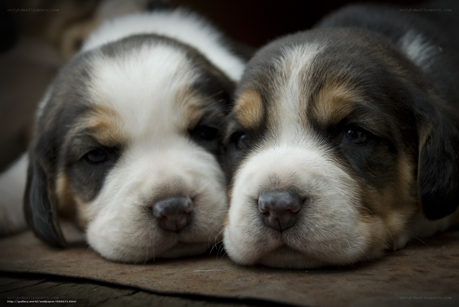 Two sleepy puppies together