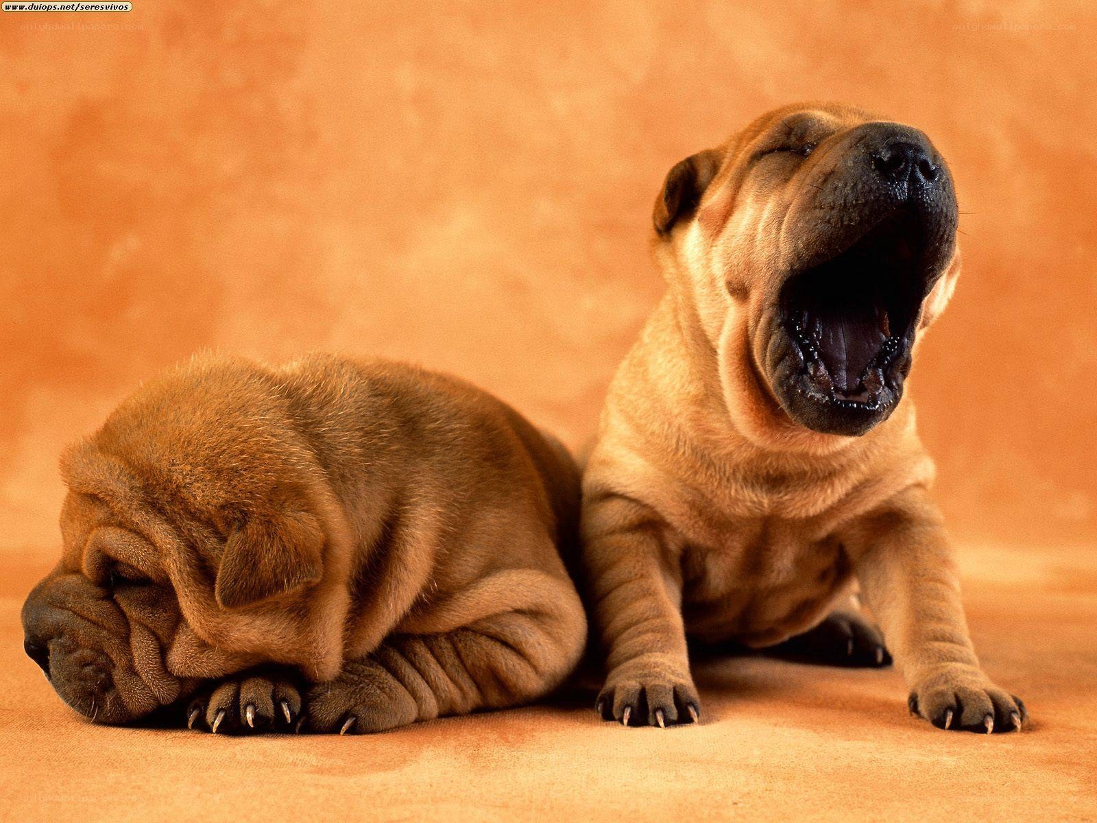 Two sleepy Shar-Pei puppies