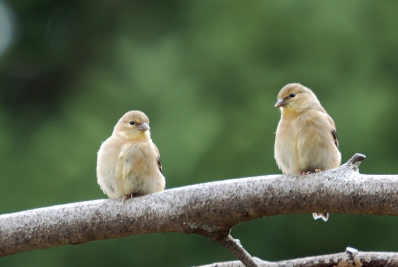 Two Small Birds on Branch — Brown