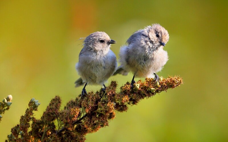 Two Small Birds on Branch — Green