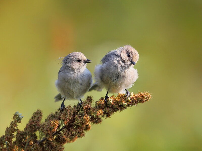 Two Small Birds on Branch