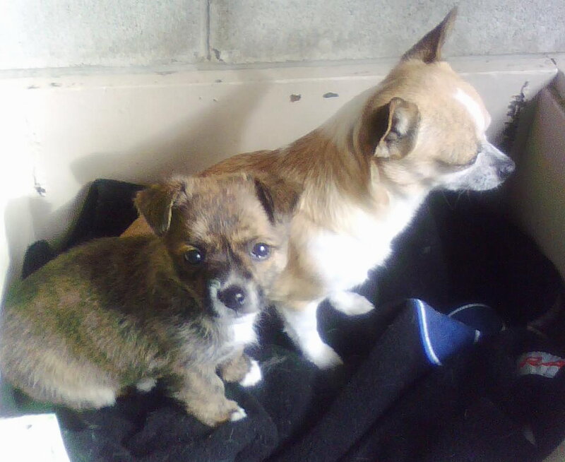 Two Small Dogs in Box
