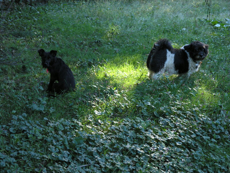 Two Small Dogs in Grass