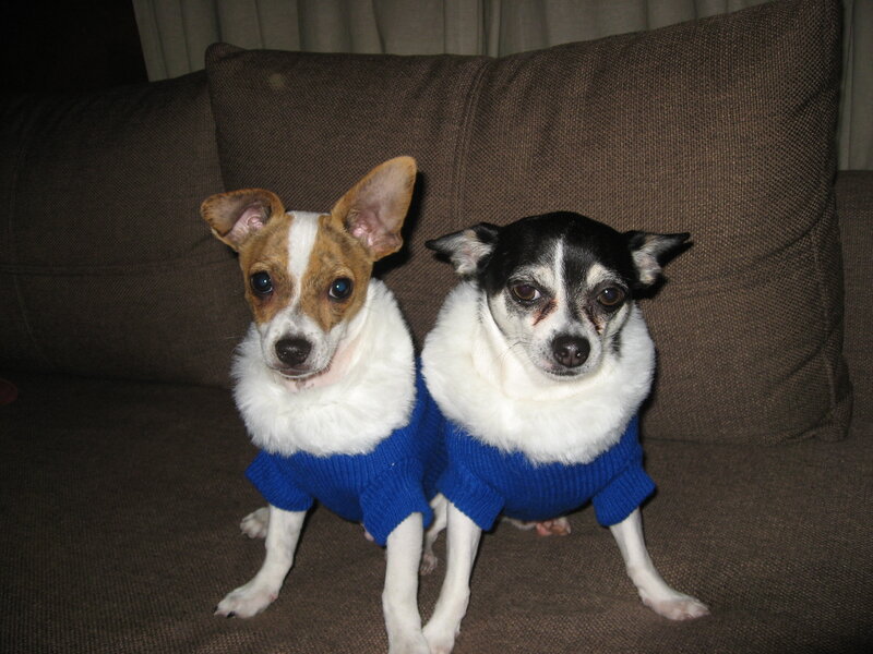 Two Small Dogs on Couch — Brown