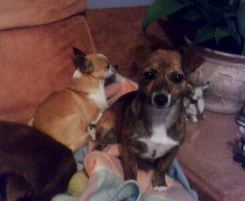 Two Small Dogs on Couch