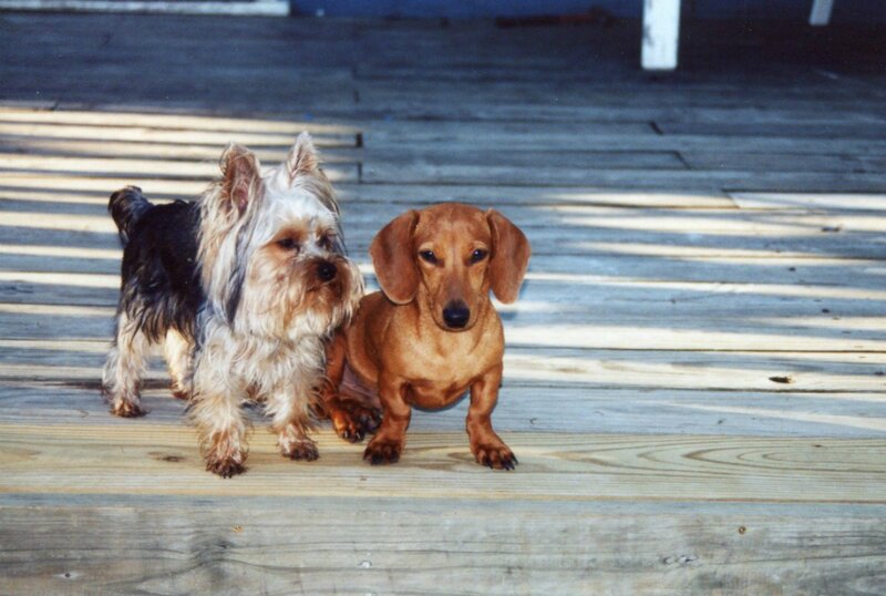 Two Small Dogs on Deck