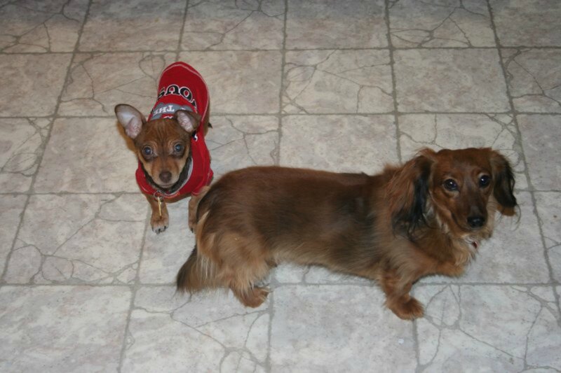 Two Small Dogs on Floor