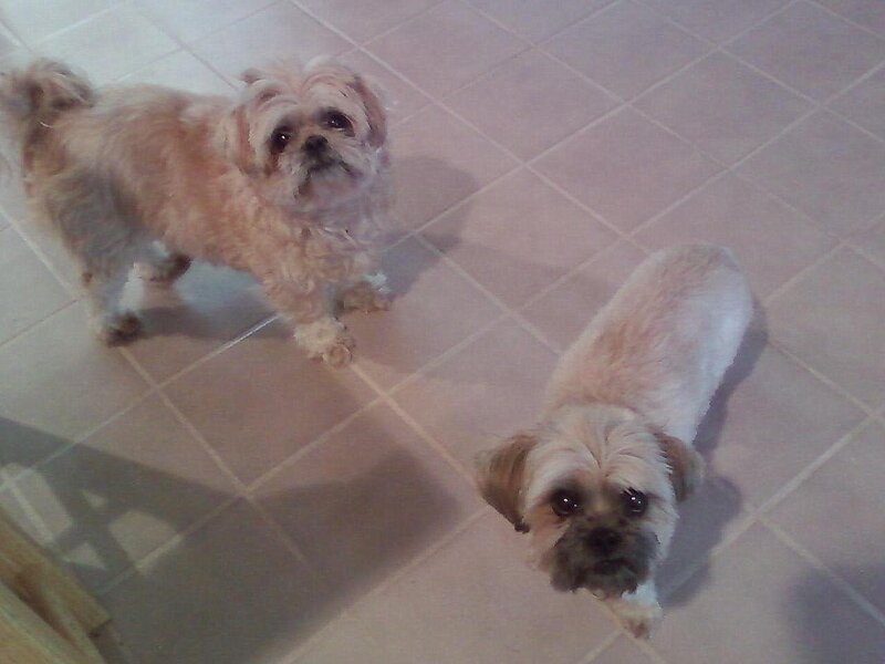 two small dogs on tiled floor