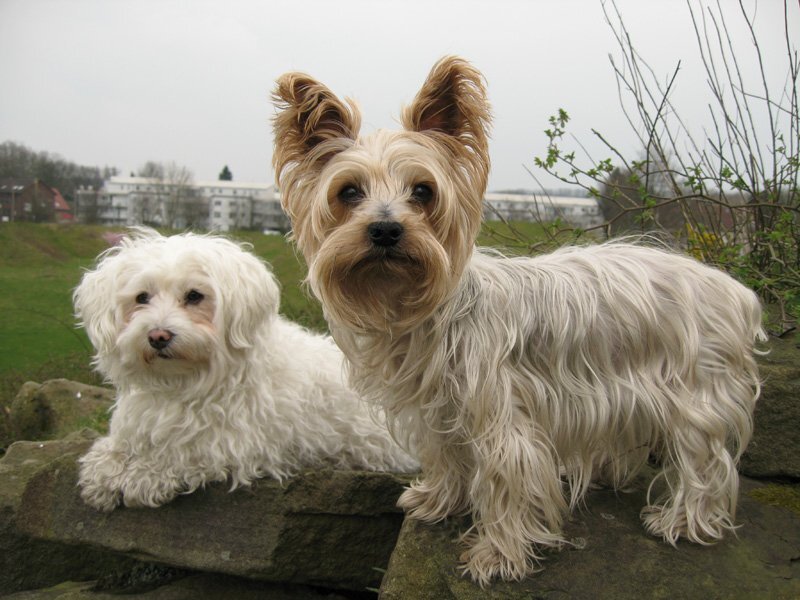 Two Small Dogs on Wall