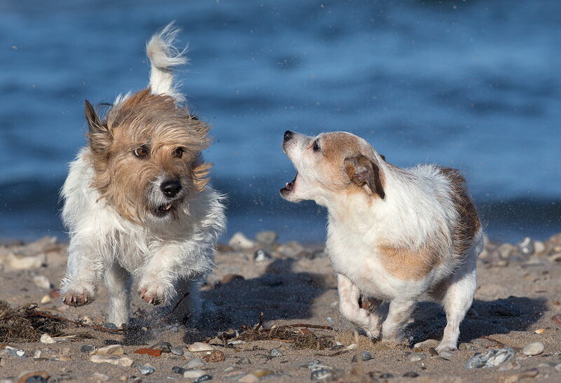 Two Small Dogs Playing