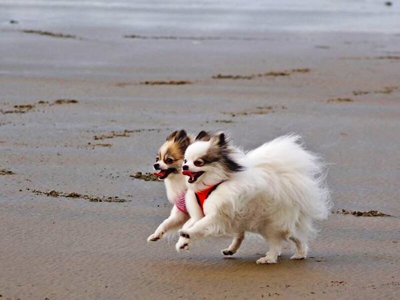 Two Small Dogs Running