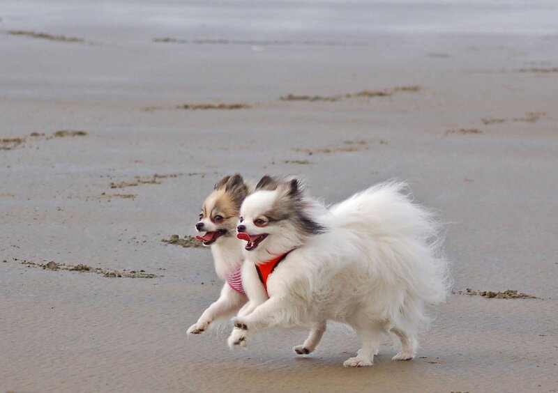 Two Small Dogs Running — White