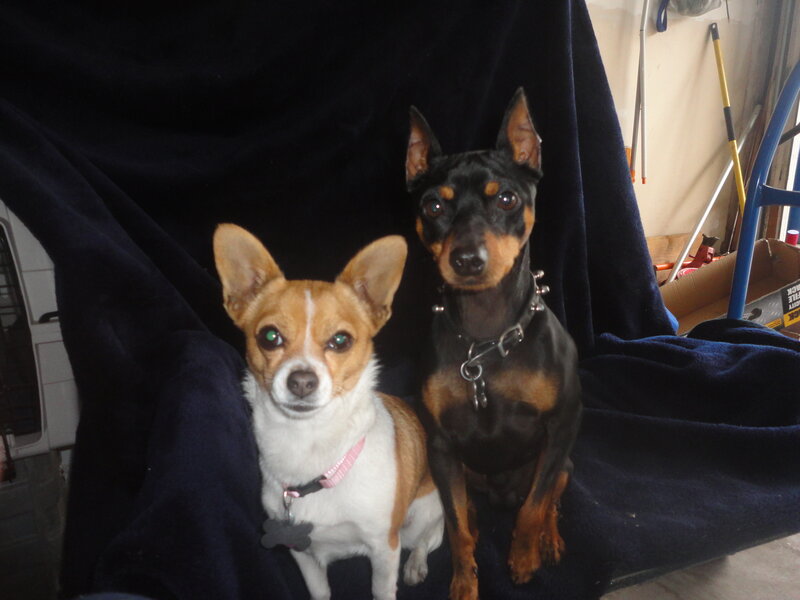 Two Small Dogs Sitting