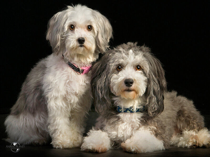 Two Small Dogs
