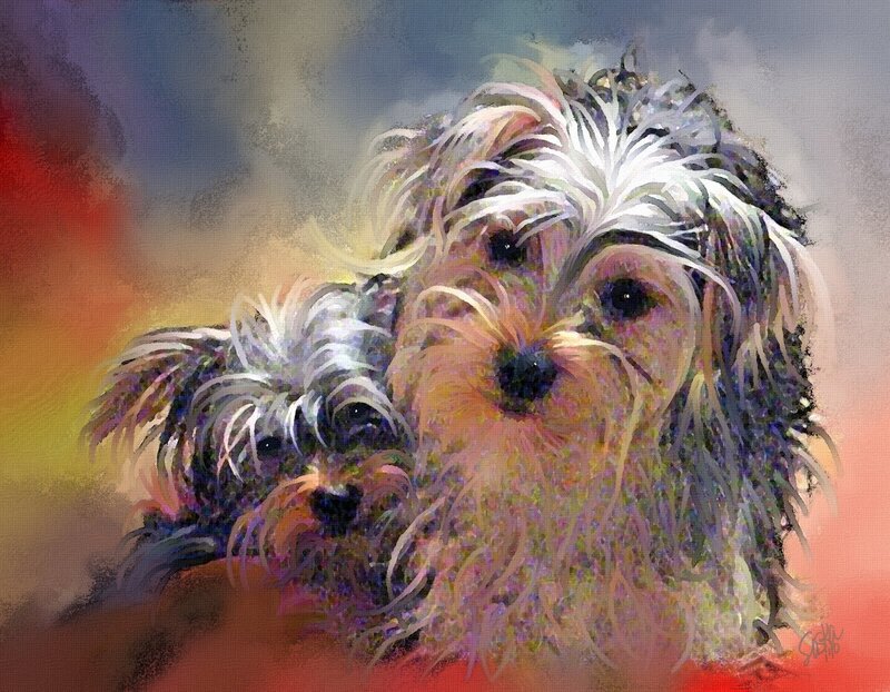 Two Small Dogs Together