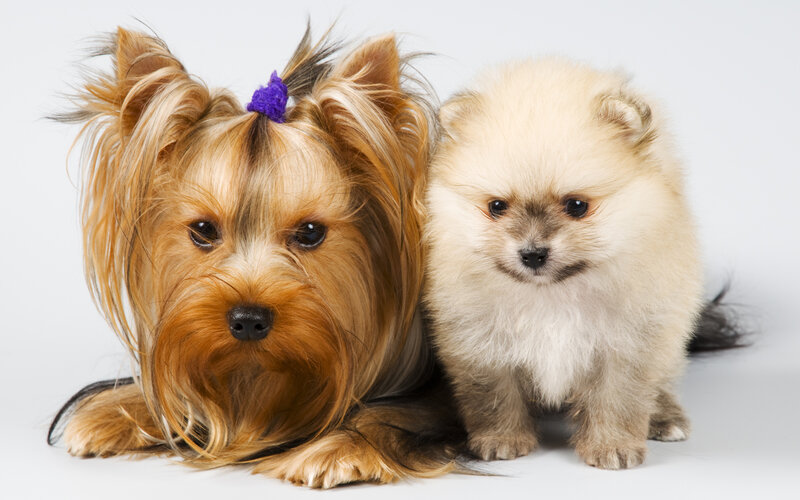 Two Small Dogs — White