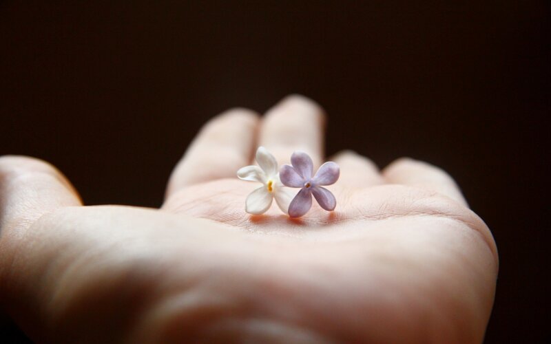 two small flowers in hand