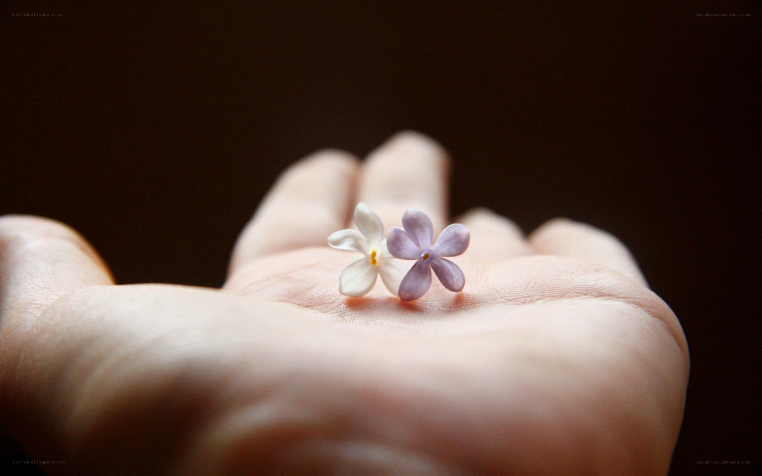 two small flowers in hand