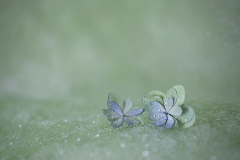 Two Small Flowers