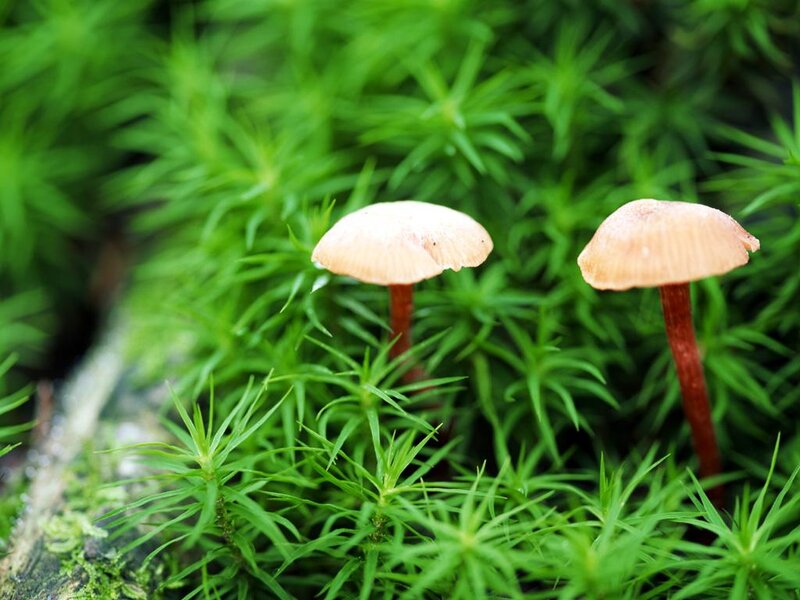 Two Small Mushrooms