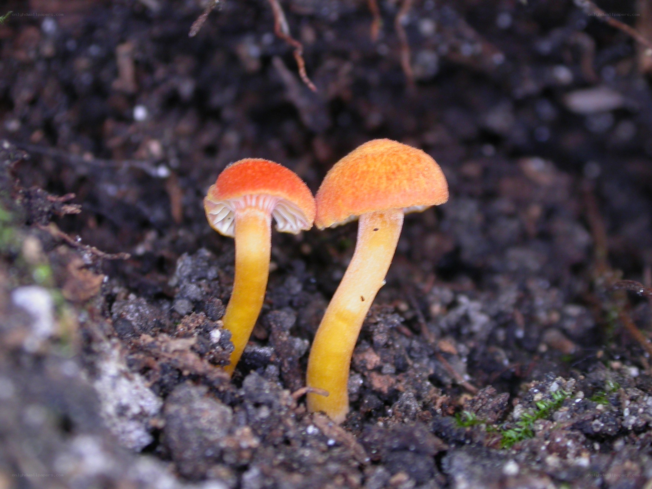 Two small orange mushrooms