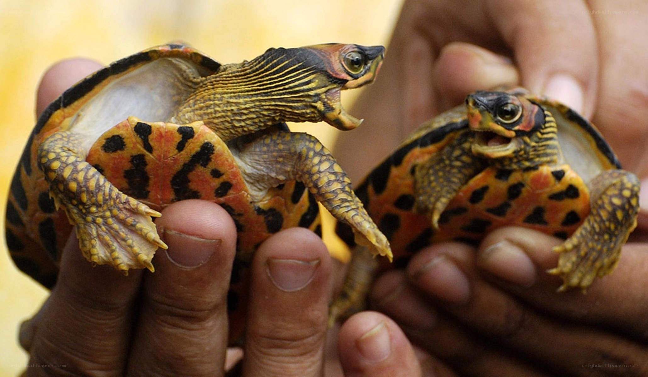 Two small turtles in hands