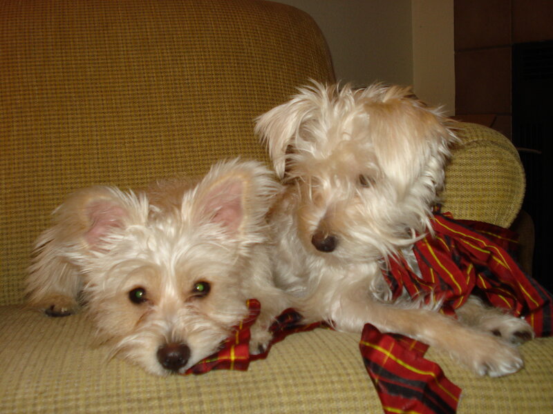 Two Small White Dogs
