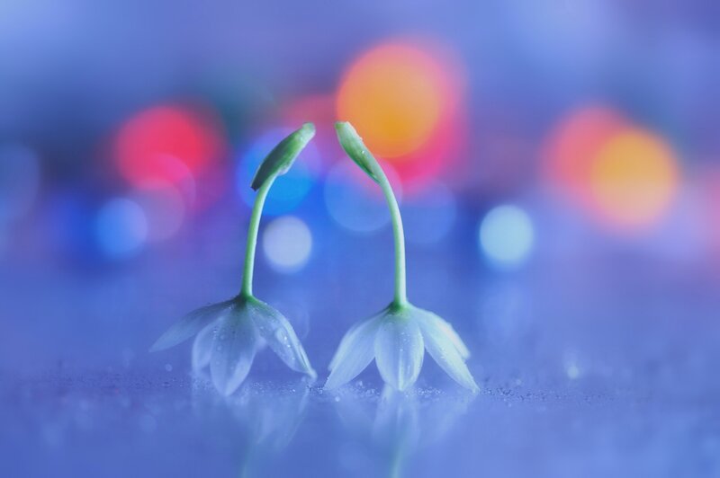 Two Small White Flowers