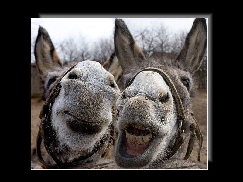 Two smiling donkeys