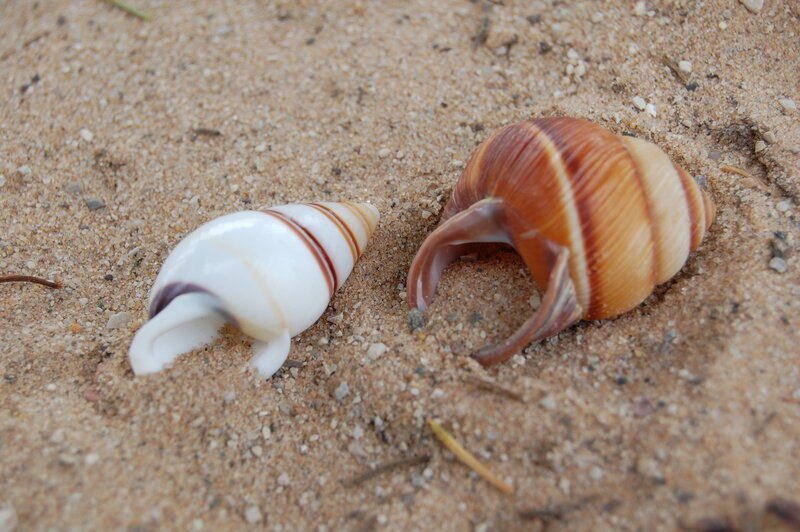 Two snail shells on sand