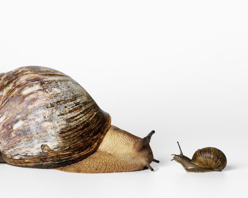 Two snails facing each other