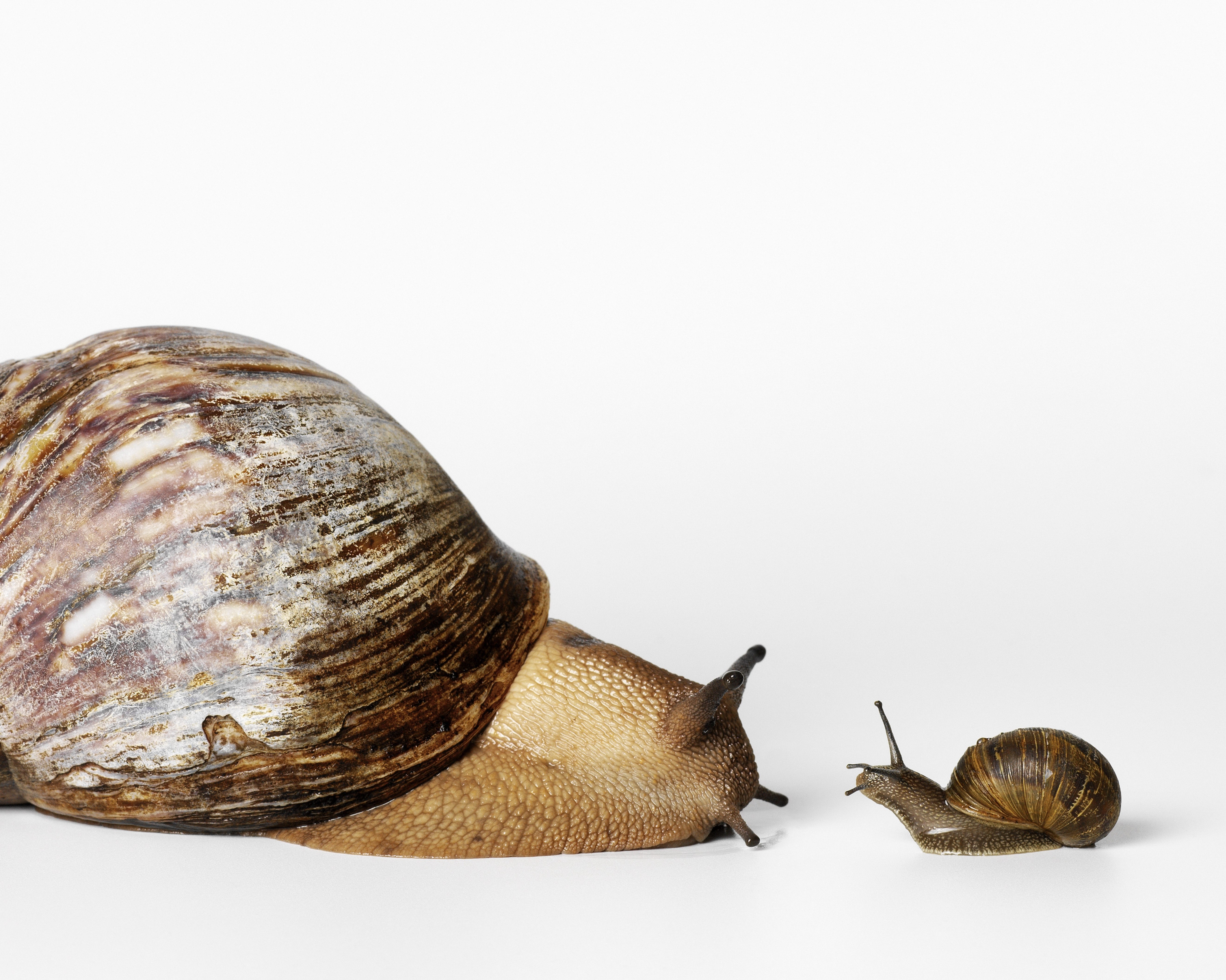 Two snails facing each other