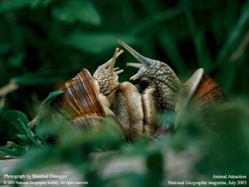 Two Snails in Grass