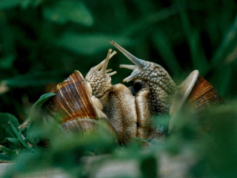 Two snails interacting in grass